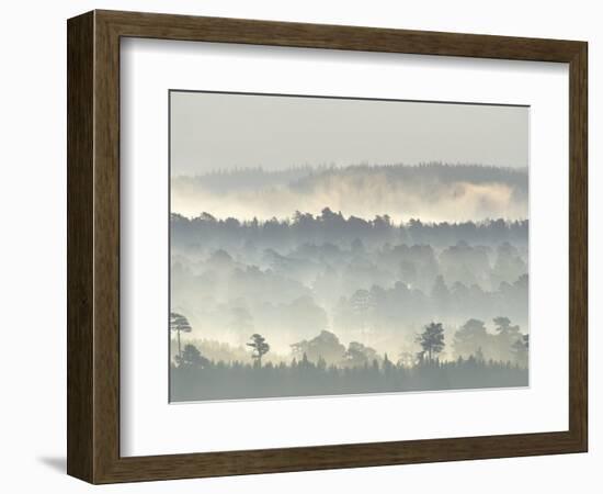 Ancient Pine Forest Emerging from Dawn Mist, Strathspey, Scotland, UK-Pete Cairns-Framed Premium Photographic Print