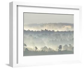 Ancient Pine Forest Emerging from Dawn Mist, Strathspey, Scotland, UK-Pete Cairns-Framed Premium Photographic Print