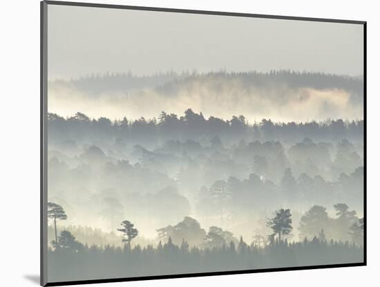 Ancient Pine Forest Emerging from Dawn Mist, Strathspey, Scotland, UK-Pete Cairns-Mounted Premium Photographic Print