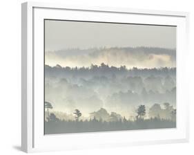 Ancient Pine Forest Emerging from Dawn Mist, Strathspey, Scotland, UK-Pete Cairns-Framed Photographic Print