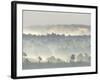 Ancient Pine Forest Emerging from Dawn Mist, Strathspey, Scotland, UK-Pete Cairns-Framed Photographic Print