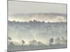 Ancient Pine Forest Emerging from Dawn Mist, Strathspey, Scotland, UK-Pete Cairns-Mounted Photographic Print