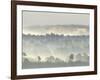 Ancient Pine Forest Emerging from Dawn Mist, Strathspey, Scotland, UK-Pete Cairns-Framed Photographic Print