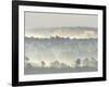 Ancient Pine Forest Emerging from Dawn Mist, Strathspey, Scotland, UK-Pete Cairns-Framed Photographic Print