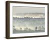Ancient Pine Forest Emerging from Dawn Mist, Strathspey, Scotland, UK-Pete Cairns-Framed Photographic Print