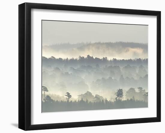 Ancient Pine Forest Emerging from Dawn Mist, Strathspey, Scotland, UK-Pete Cairns-Framed Photographic Print