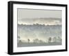 Ancient Pine Forest Emerging from Dawn Mist, Strathspey, Scotland, UK-Pete Cairns-Framed Photographic Print