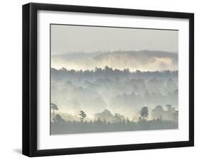 Ancient Pine Forest Emerging from Dawn Mist, Strathspey, Scotland, UK-Pete Cairns-Framed Photographic Print