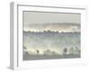 Ancient Pine Forest Emerging from Dawn Mist, Strathspey, Scotland, UK-Pete Cairns-Framed Photographic Print