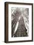 Ancient Redwood Forest-Nathan Larson-Framed Photographic Print