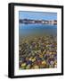 Ancient River Rock from the Colorado River-Donald Paulson-Framed Giclee Print