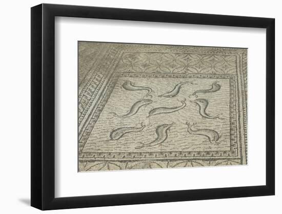 Ancient Roman Dolphin Mosaic at Volubilis-Hofmeester-Framed Photographic Print