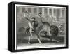 Ancient Rome Gladiators Fighting Lions in an Arena-Patas-Framed Stretched Canvas