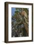 Ancient Sierra Juniper Lake Tahoe region, California-Howie Garber-Framed Photographic Print