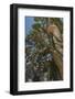 Ancient Sierra Juniper Lake Tahoe region, California-Howie Garber-Framed Photographic Print