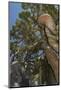 Ancient Sierra Juniper Lake Tahoe region, California-Howie Garber-Mounted Photographic Print