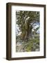 Ancient Sierra Juniper Lake Tahoe region, California-Howie Garber-Framed Photographic Print