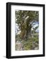 Ancient Sierra Juniper Lake Tahoe region, California-Howie Garber-Framed Photographic Print