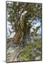 Ancient Sierra Juniper Lake Tahoe region, California-Howie Garber-Mounted Photographic Print