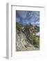 Ancient Sierra juniper, Lake Tahoe region, California-Howie Garber-Framed Photographic Print