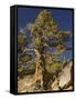 Ancient Sierra, Western Juniper at About 10,000-null-Framed Stretched Canvas