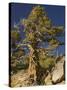 Ancient Sierra, Western Juniper at About 10,000-null-Stretched Canvas