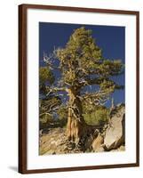 Ancient Sierra, Western Juniper at About 10,000-null-Framed Photographic Print