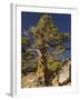 Ancient Sierra, Western Juniper at About 10,000-null-Framed Photographic Print