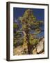 Ancient Sierra, Western Juniper at About 10,000-null-Framed Photographic Print