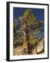 Ancient Sierra, Western Juniper at About 10,000-null-Framed Photographic Print