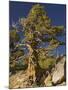 Ancient Sierra, Western Juniper at About 10,000-null-Mounted Photographic Print