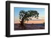 Ancient Tree-George Cannon-Framed Photographic Print