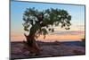 Ancient Tree-George Cannon-Mounted Photographic Print