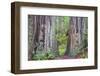 Ancient trees, Lady Bird Grove of the Redwood National Park.-Mallorie Ostrowitz-Framed Photographic Print
