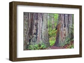 Ancient trees, Lady Bird Grove of the Redwood National Park.-Mallorie Ostrowitz-Framed Photographic Print