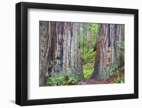 Ancient trees, Lady Bird Grove of the Redwood National Park.-Mallorie Ostrowitz-Framed Photographic Print