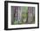 Ancient trees, Lady Bird Grove of the Redwood National Park.-Mallorie Ostrowitz-Framed Photographic Print