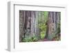 Ancient trees, Lady Bird Grove of the Redwood National Park.-Mallorie Ostrowitz-Framed Photographic Print