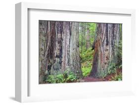 Ancient trees, Lady Bird Grove of the Redwood National Park.-Mallorie Ostrowitz-Framed Photographic Print