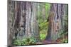 Ancient trees, Lady Bird Grove of the Redwood National Park.-Mallorie Ostrowitz-Mounted Photographic Print
