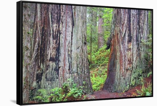 Ancient trees, Lady Bird Grove of the Redwood National Park.-Mallorie Ostrowitz-Framed Stretched Canvas