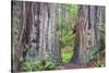 Ancient trees, Lady Bird Grove of the Redwood National Park.-Mallorie Ostrowitz-Stretched Canvas
