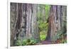 Ancient trees, Lady Bird Grove of the Redwood National Park.-Mallorie Ostrowitz-Framed Photographic Print