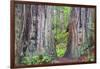 Ancient trees, Lady Bird Grove of the Redwood National Park.-Mallorie Ostrowitz-Framed Photographic Print