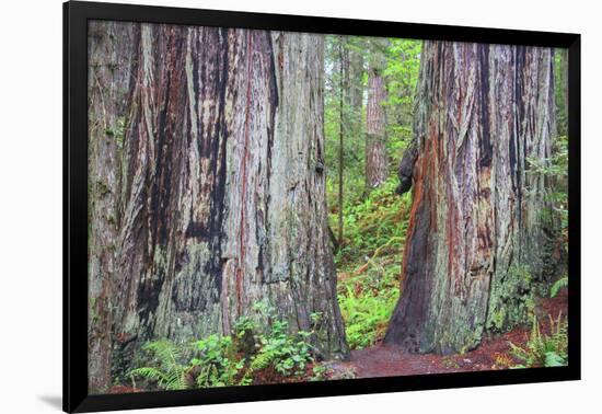 Ancient trees, Lady Bird Grove of the Redwood National Park.-Mallorie Ostrowitz-Framed Photographic Print