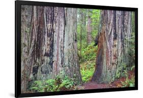 Ancient trees, Lady Bird Grove of the Redwood National Park.-Mallorie Ostrowitz-Framed Photographic Print