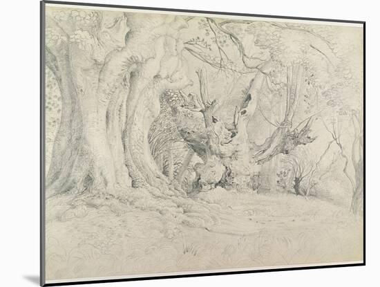 Ancient Trees, Lullingstone Park, 1828 (Graphite on Paper)-Samuel Palmer-Mounted Giclee Print