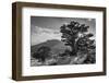 Ancient Western Juniper tree growing on the granite slopes above Olmstead Point-Adam Burton-Framed Photographic Print