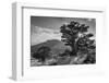 Ancient Western Juniper tree growing on the granite slopes above Olmstead Point-Adam Burton-Framed Photographic Print