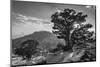 Ancient Western Juniper tree growing on the granite slopes above Olmstead Point-Adam Burton-Mounted Photographic Print